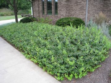 Rhus, Fragrant Sumac 'Gro-Low'