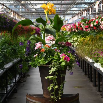 'Summer Combo' Patio Planter