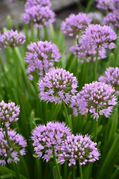 Allium, Ornamental Chives 'Summer Beauty'