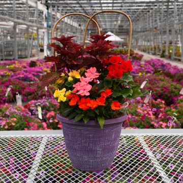 'Summer Combo' Patio Planter