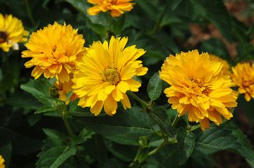 Heliopsis, Oxeye Daisy 'Summer Sun'