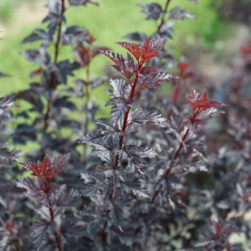 Physocarpus, Ninebark 'Summer Wine® Black'
