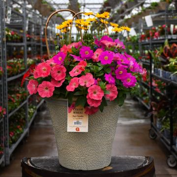 'Color Wheel' Helix Combo Patio Tub