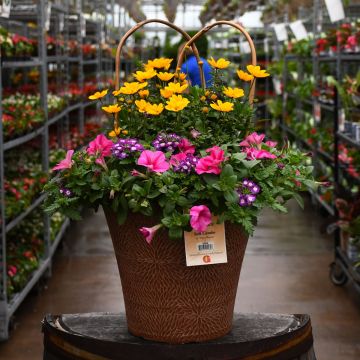 'Pink Lemonade' Helix Combo Patio Tub