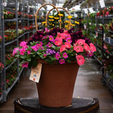 'Sunrise Surprise' Helix Combo Patio Planter