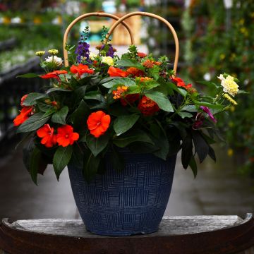 'Sun Lovin' Combo Patio Planter