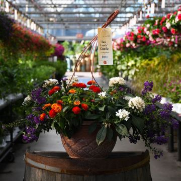 'Sun Lovin' Combo Hanging Basket