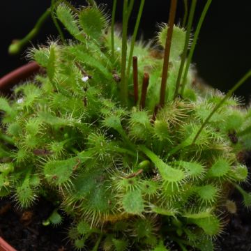Drosera 'Sundew'