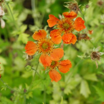 Geum, 'Sunkissed Lime'