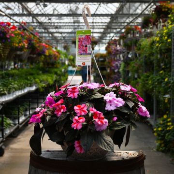 Impatiens, SunPatiens® Candy Mix Hanging Basket 