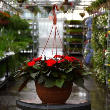 Impatiens, SunPatiens® 'Deep Red' Hanging Basket