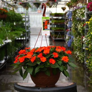 Impatiens, SunPatiens® 'Electric Orange' Hanging Basket