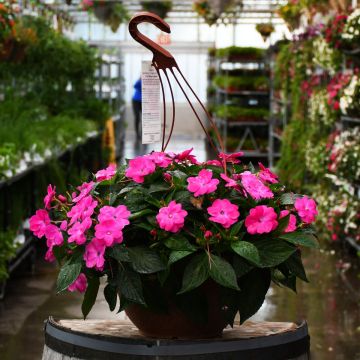 12.8"" Hanging Basket Impatiens SunPatiens Hot Pink