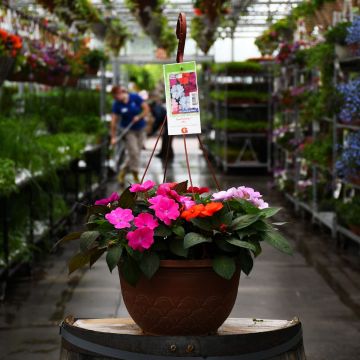 Impatiens, SunPatiens® Mix Hanging Basket