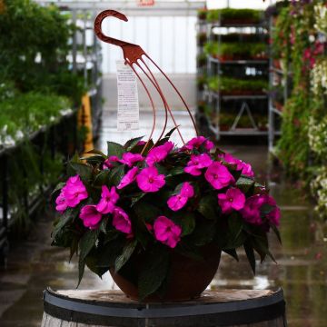 12.8"" Hanging Basket Impatiens SunPatiens Purple