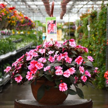 Impatiens, SunPatiens® 'Red Candy' Hanging Basket