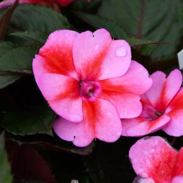 Impatiens, SunPatiens® 'Red Candy'