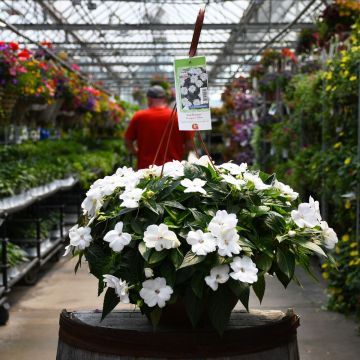 Impatiens, SunPatiens® 'White' Hanging Basket