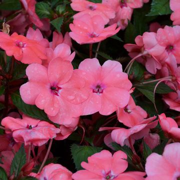 Impatiens, SunPatiens® 'Coral Pink'