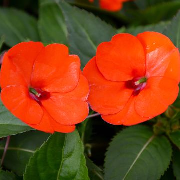 Impatiens, SunPatiens® 'Electric Orange'