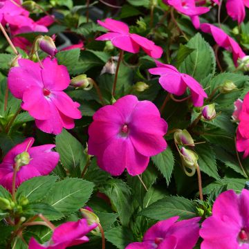 Impatiens, SunPatiens® 'Hot Pink'