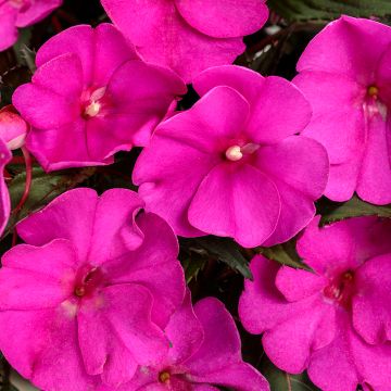 Impatiens, SunPatiens® 'Purple'