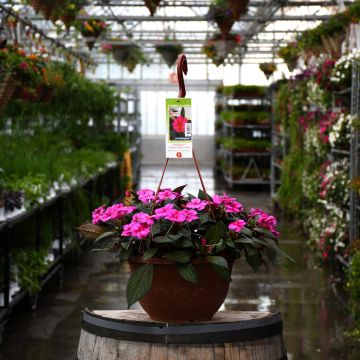 12.8" Hanging Basket, Impatiens SunPatiens® 'Purple Candy'