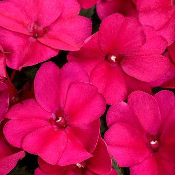 Impatiens, SunPatiens® 'Rose Glow'