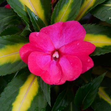 Impatiens, SunPatiens® 'Tropical Rose'