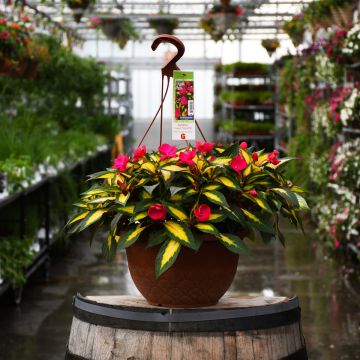 Impatiens, SunPatiens® 'Tropical Rose' Hanging Basket