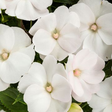 Impatiens, SunPatiens® 'White'