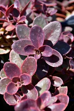 Sedum, Stonecrop Sunsparkler® 'Wildfire'