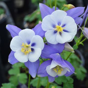 Aquilegia, Columbine 'Swan Blue and White'
