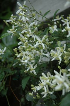 Clematis, 'Sweet Autumn'