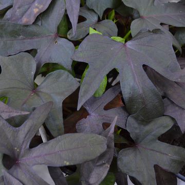 Ipomoea, Sweet Potato Vine 'Blackie'