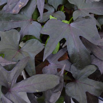 Vine, Sweet Potato 'Blackie'