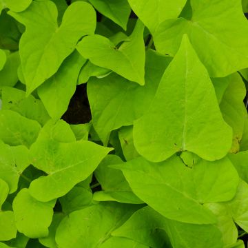 Ipomoea, Sweet Potato Vine 'Chartreuse'