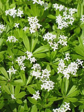 Galium, Sweet Woodruff