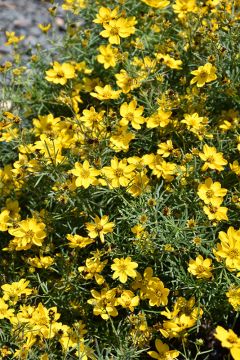 Coreopsis, Threadleaf Tickseed 'Sylvester'