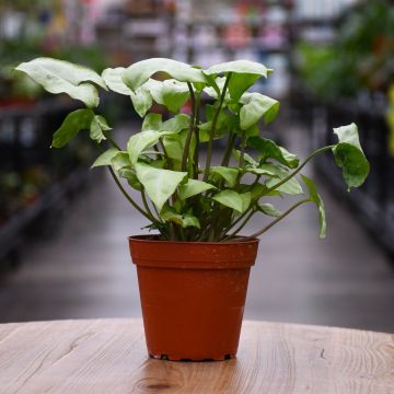 Syngonium, Moonshine