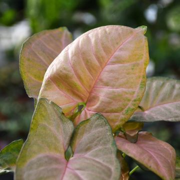Syngonium Podophyllum 'Strawberry Cream'