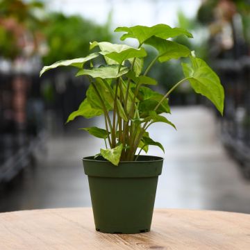 4"" Pot