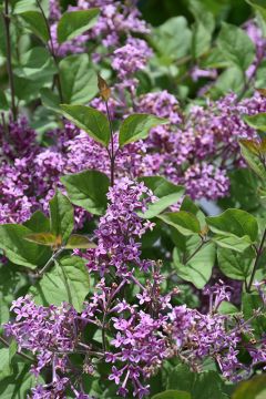 Syringa, Lilac Tree 'Bloomerang® Dark Purple'