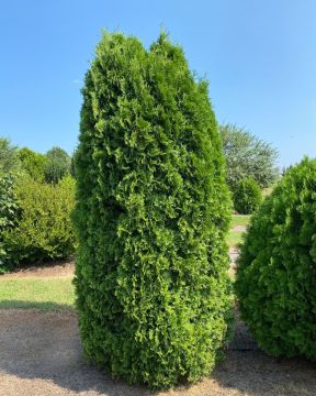 Thuja, Arborvitae 'Tall Guy™'