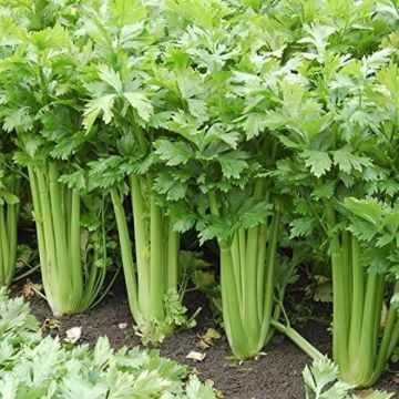 Apium, Celery 'Tango'