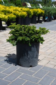 Taxus, Japanese Yew 'Emerald Spreader®'