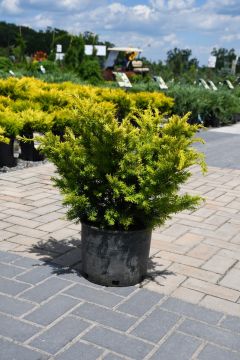 Taxus, Japanese Yew 'Golden'