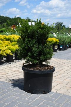 Taxus, Japanese Yew 'Nova'