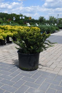 Taxus, Foundation Yew 'Taunton Spreading'