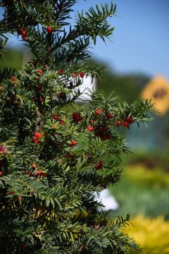 Taxus, Japanese Yew 'Upright' (Large Sizes)
